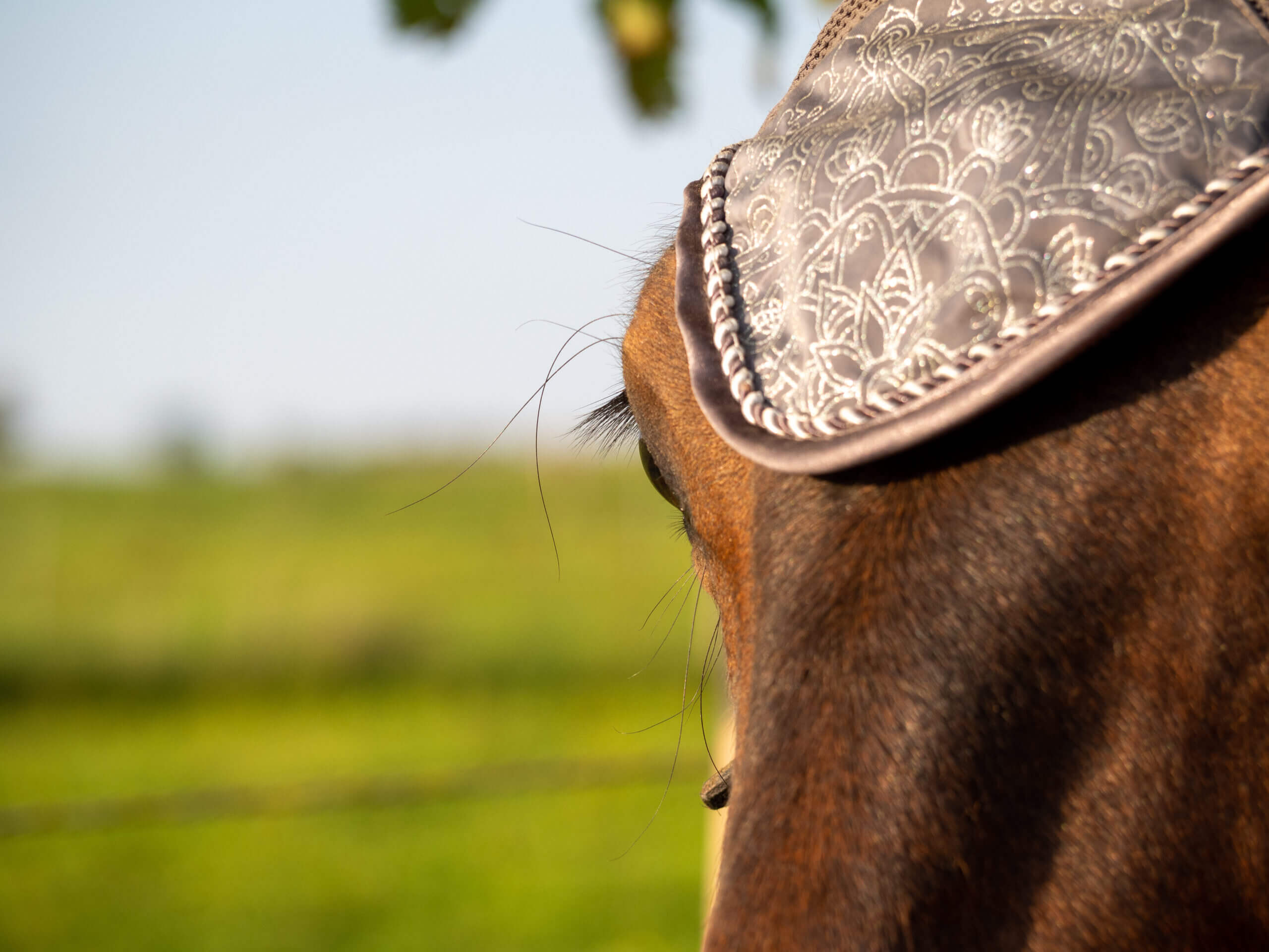 Pferdekopf mit Auge im Detail vor grüner Wiese bei einem Fotoshooting mit Fellnasen
